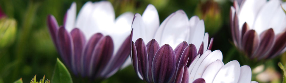 在线短信轰炸机