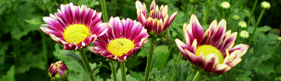 网页版电话攻击